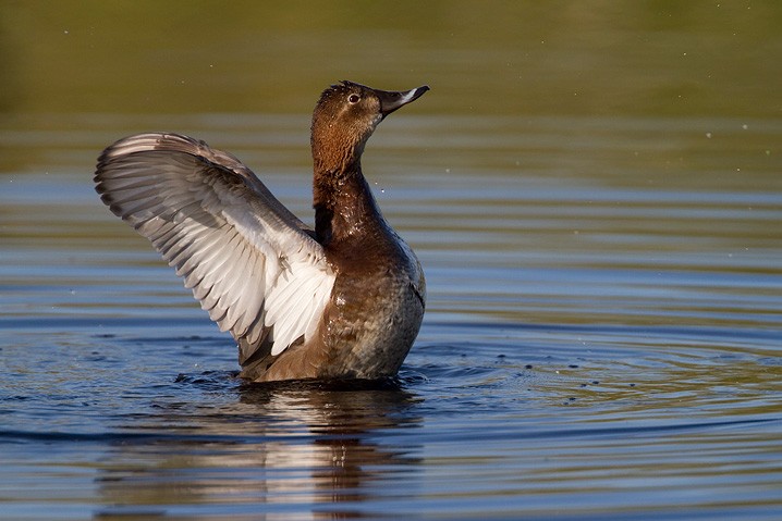 Tafelente Aythya ferina Common Pochard